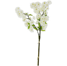 Dekorativer Kirschblütenzweig mit weißen Blüten und grünen Blättern