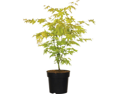 Japanischer Ahorn im Topf