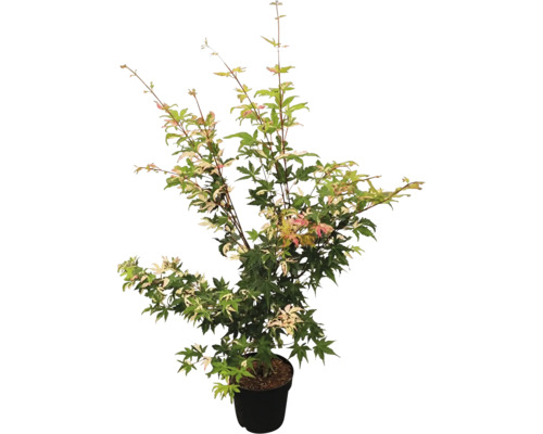 Japanischer Ahorn im Topf