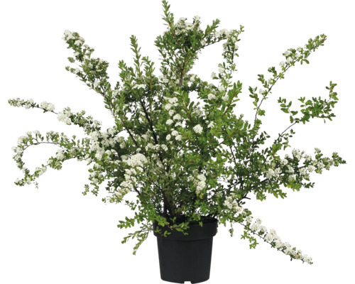 Blühender Zwergstrauch im Topf