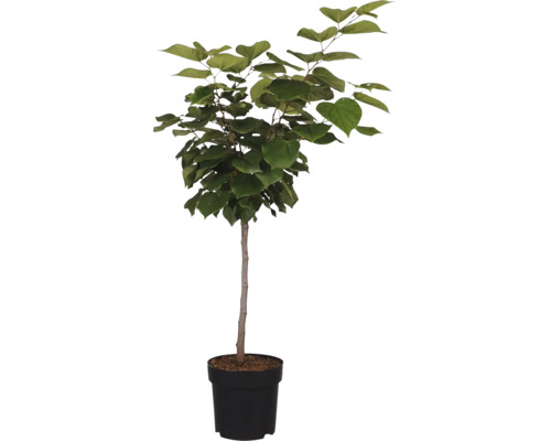 Judasbaum im Topf