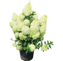 Rispenhortensie im Topf mit grünen Blättern und Blüten