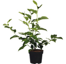 Magnolie FloraSelf Magnolia 'Cleopatra' H 100-125 cm Co 10 L