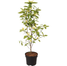 Magnolie FloraSelf Magnolia 'Daphne' H 100-125 cm Co 10 L