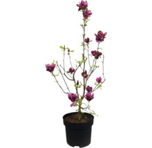 Magnolie im Topf mit purpurroten Blüten