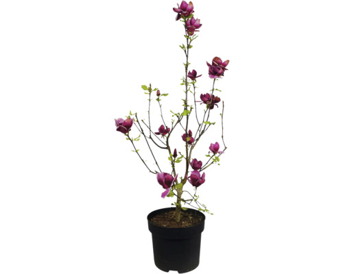 Magnolie im Topf mit purpurroten Blüten