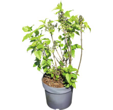 Junger Flieder im Topf