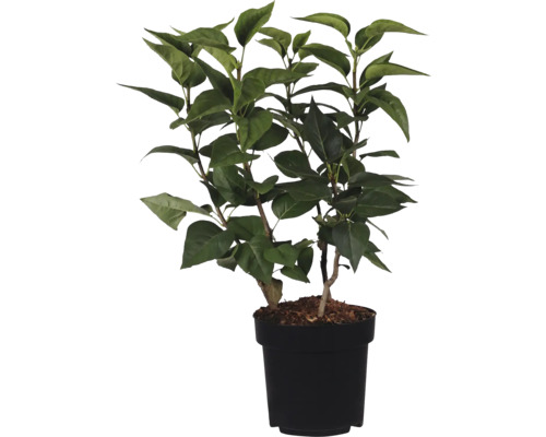 Künstliche Pflanze mit grünen Blättern in schwarzem Topf