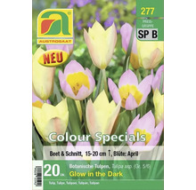 Austro Saat Tulpenmischung Glow in the Dark, 20 Stück, botanische Tulpen