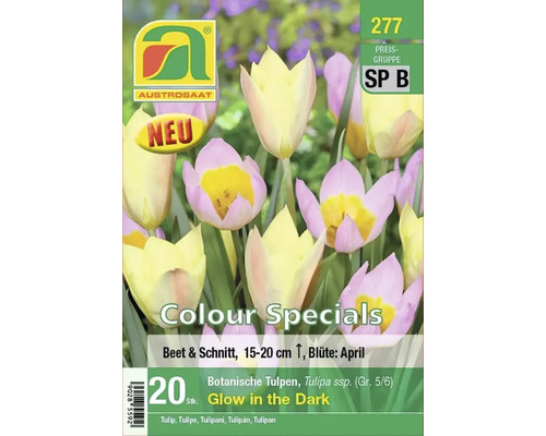 Austro Saat Tulpenmischung Glow in the Dark, 20 Stück, botanische Tulpen