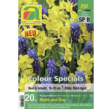 Packung Narzissen und Traubenhyazinthen Blumenzwiebeln