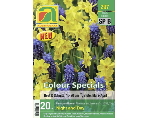 Packung Narzissen und Traubenhyazinthen Blumenzwiebeln