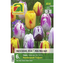 AUSTROSAAT Logo. Packung Rembrandt Tulpen, geeignet für Beet und Schnitt, Höhe 50 cm, Blütezeit März bis April.