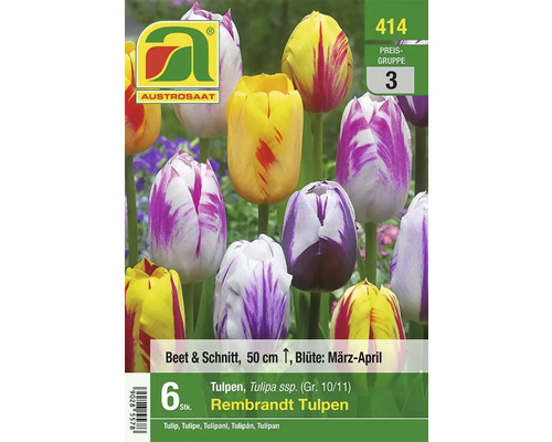 AUSTROSAAT Logo. Packung Rembrandt Tulpen, geeignet für Beet und Schnitt, Höhe 50 cm, Blütezeit März bis April.