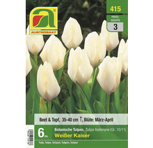 Austro-Saat Tulpenpackung mit weißen Tulpen der Sorte Weißer Kaiser