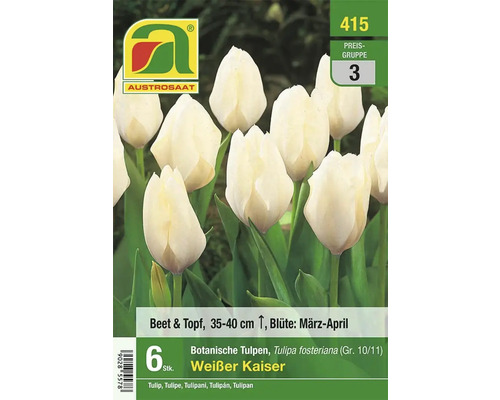 Austro-Saat Tulpenpackung mit weißen Tulpen der Sorte Weißer Kaiser