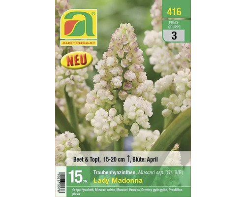 Traubenhyazinthe Lady Madonna, 15 Stück, geeignet für Beet und Topf, circa 15 bis 20 Zentimeter hoch, Blüte im April
