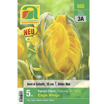 Papagei Tulpen Blumenzwiebeln Eagle Wings von Austro saat