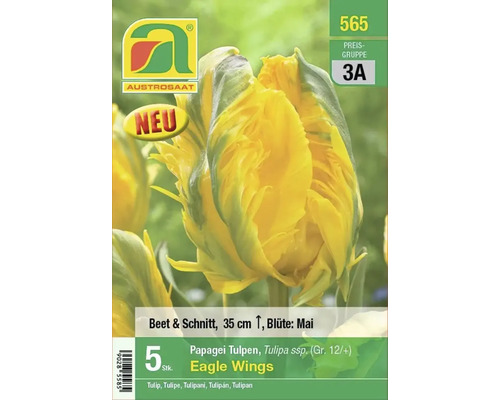 Papagei Tulpen Blumenzwiebeln Eagle Wings von Austro saat