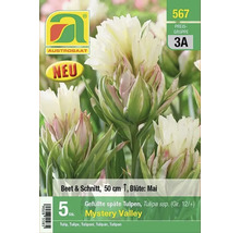 Verpackung gefüllter, später Tulpen der Sorte Mystery Valley