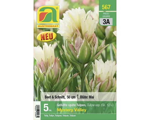 Verpackung gefüllter, später Tulpen der Sorte Mystery Valley