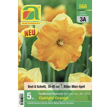 Verpackung mit Narzissenzwiebeln der Sorte Outright Orange