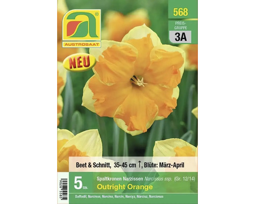 Verpackung mit Narzissenzwiebeln der Sorte Outright Orange
