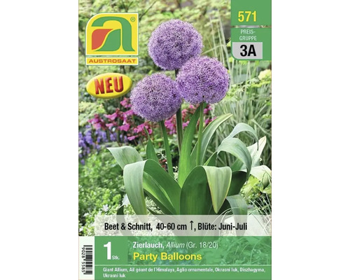 Zierlauch Party Balloons Blumenzwiebel von Austrosaat
