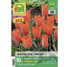 Botanische Tulpen Red Beauty, 10 Stück, geeignet für Beet und Topf