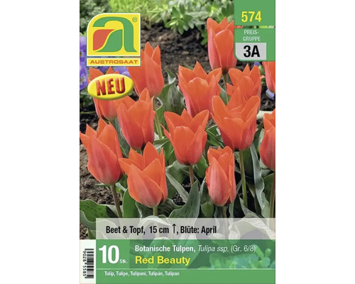 Botanische Tulpen Red Beauty, 10 Stück, geeignet für Beet und Topf