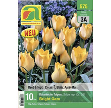 Packung botanische Tulpensamen Bright Gem von Austrosaat