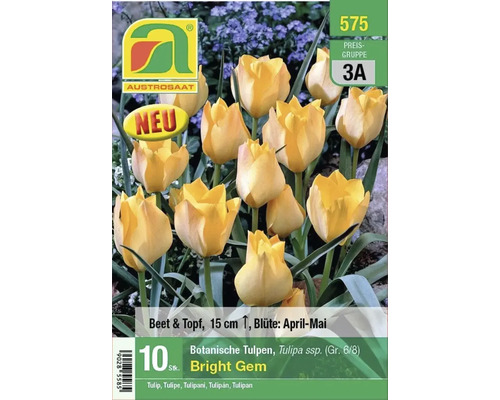 Packung botanische Tulpensamen Bright Gem von Austrosaat