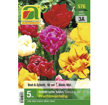 Packung gefüllte späte Tulpenmischung, geeignet für Beete und als Schnittblumen, circa 50 cm hoch
