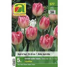 Verpackung gefüllter, später Tulpen der Sorte Upstar