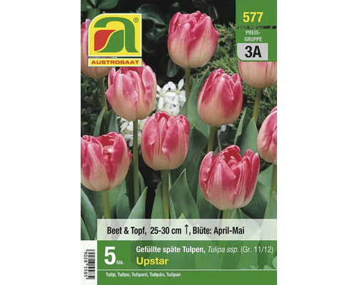 Verpackung gefüllter, später Tulpen der Sorte Upstar