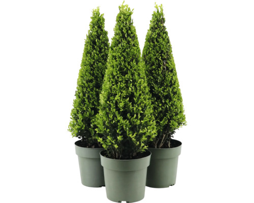 Drei kegelförmige Buchsbäume in Töpfen.