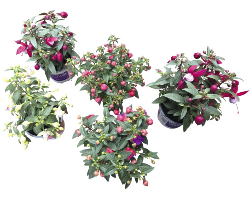 Fünf Fuchsienpflanzen in Töpfen