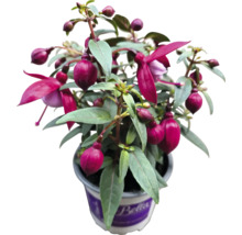 Fuchsie im Topf