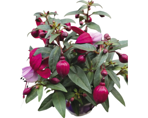 Fuchsienpflanze mit roten und violetten Blüten in einem Topf