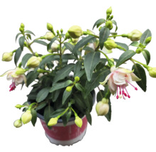 Fuchsia Pflanze im Topf mit Blüten und Knospen
