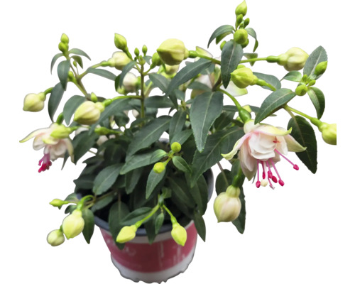 Fuchsia Pflanze im Topf mit Blüten und Knospen