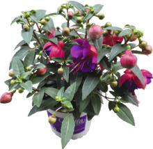 Fuchsien Pflanze im Topf mit grünen Blättern und roten Blüten