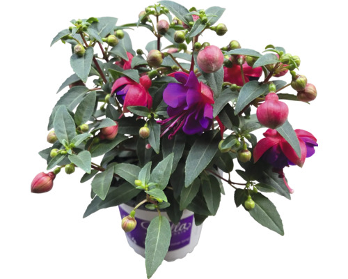 Fuchsien Pflanze im Topf mit grünen Blättern und roten Blüten