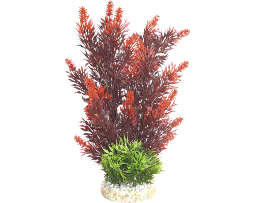 Dekorative Aquariumpflanze mit roten Blättern und grüner Basis