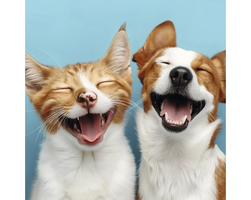 Leinwandbild Freunde Hund und Katze 30x30 cm Nahaufnahme einer lachenden Katze und eines lachenden Hundes