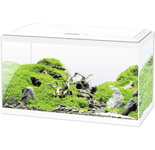 Eingerichtetes Aquarium mit Steinen, Moos und Wurzelholz