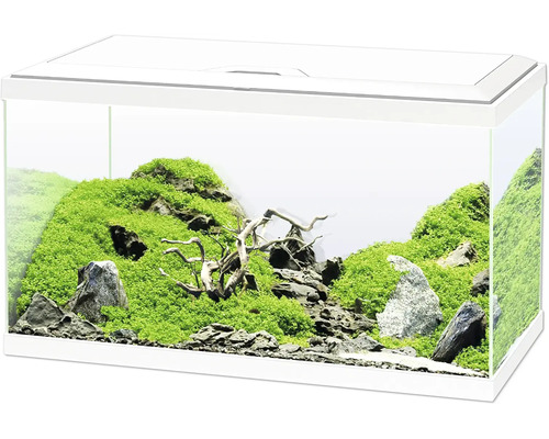 Eingerichtetes Aquarium mit Steinen, Moos und Wurzelholz