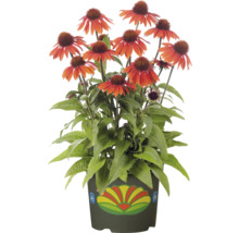 Sonnenhut im Topf mit dekorativem Blumenmuster