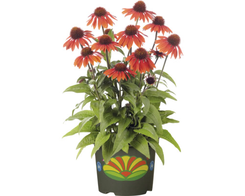 Sonnenhut im Topf mit dekorativem Blumenmuster