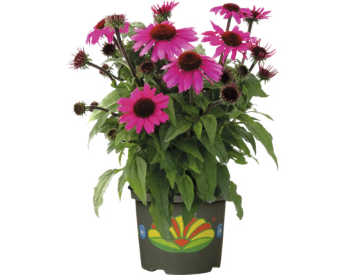 Sonnenhut in einem bepflanzten Topf